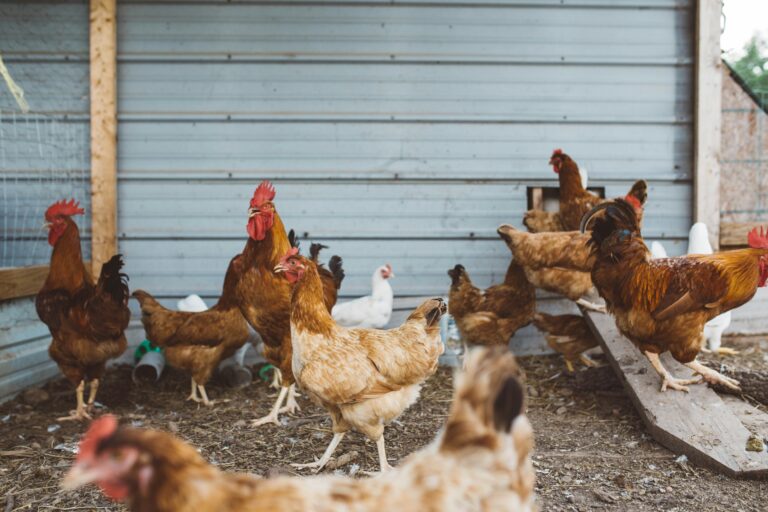 starting a pastured poultry farm