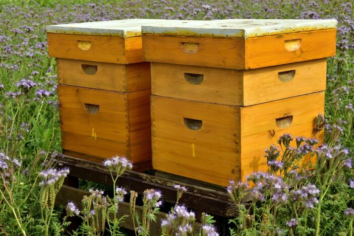 starting beekeeping for beginners