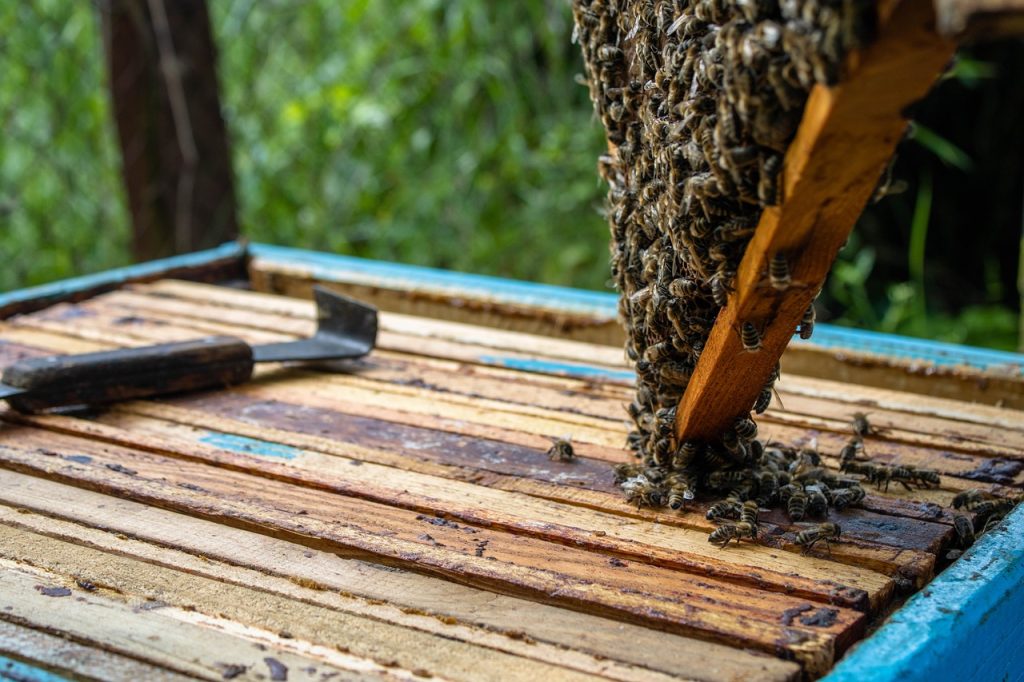 bees, apiary, beekeeping