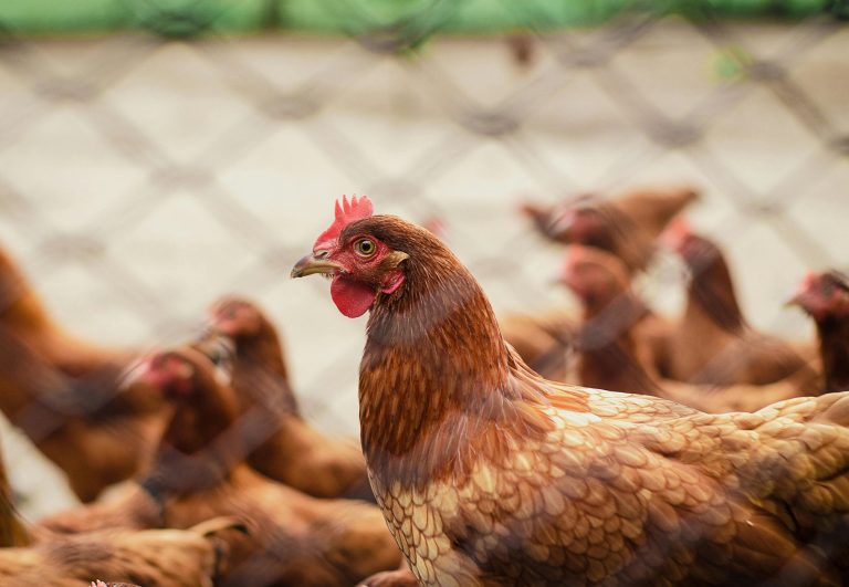 what are the four mating systems for poultry