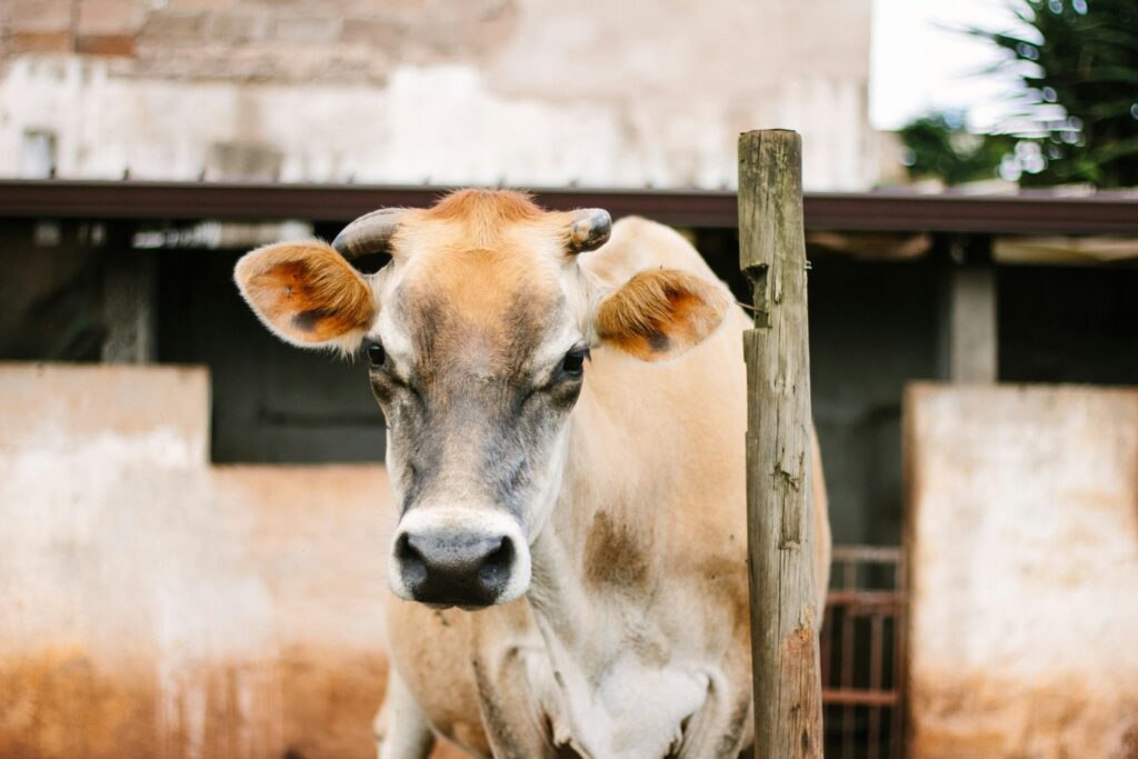 brown and white cow