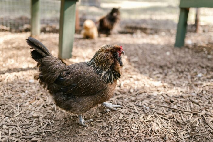 can you have a chicken farm in your backyard