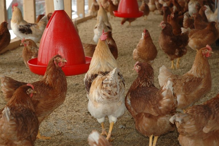 what is the feeding routine for chickens