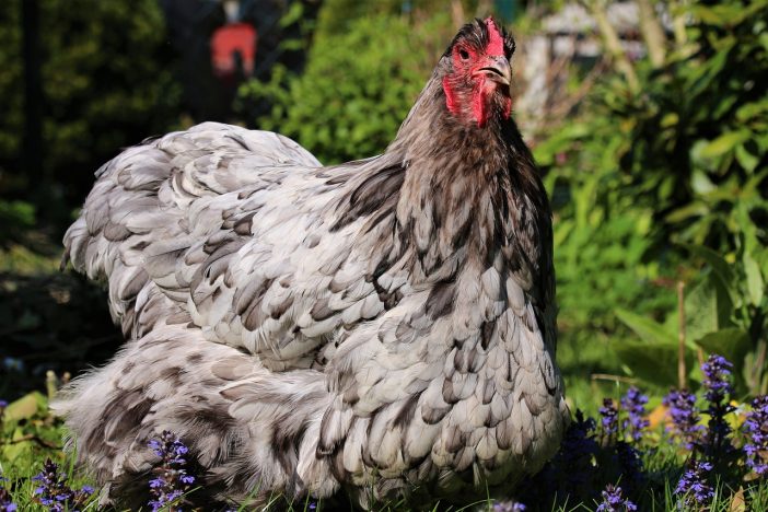 what is the friendliest chicken breed