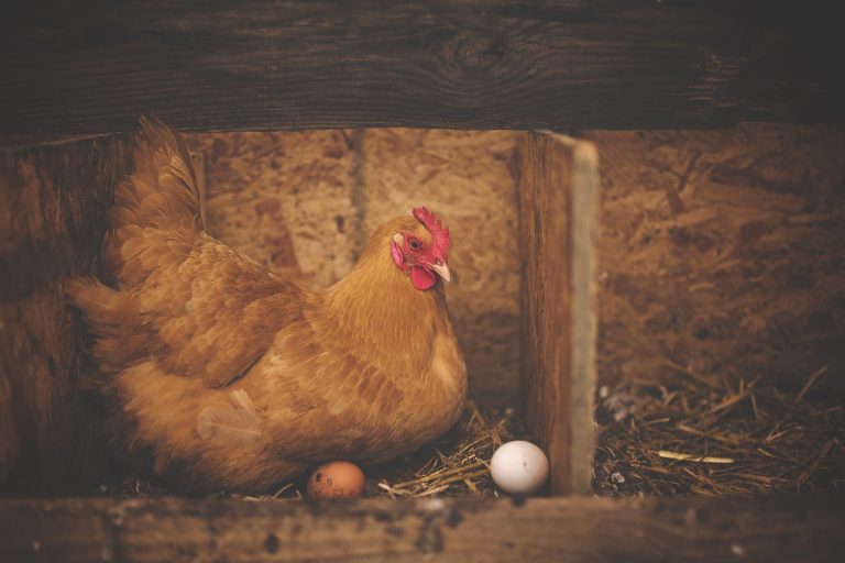 what is the friendliest egg-laying chicken breed