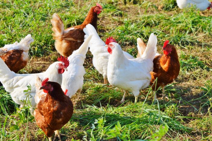 guide to Poultry Management