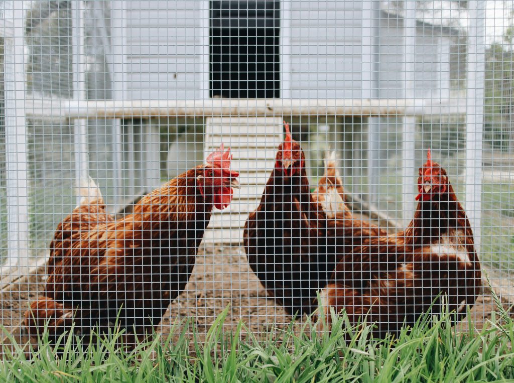 Chickens in a chicken coop at our family's farm