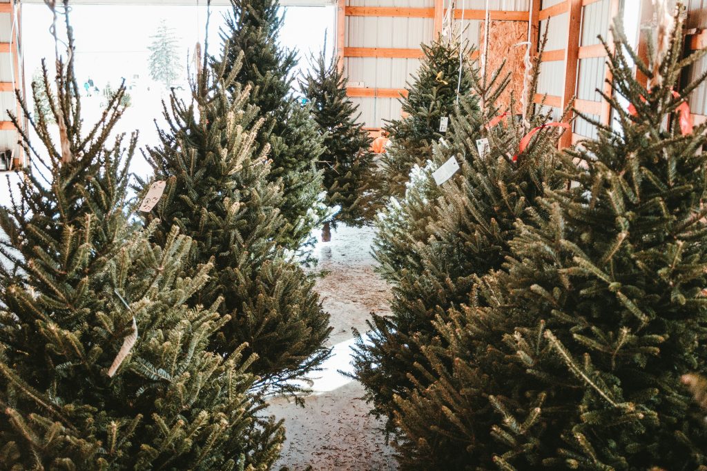 what to know about selling christmas trees