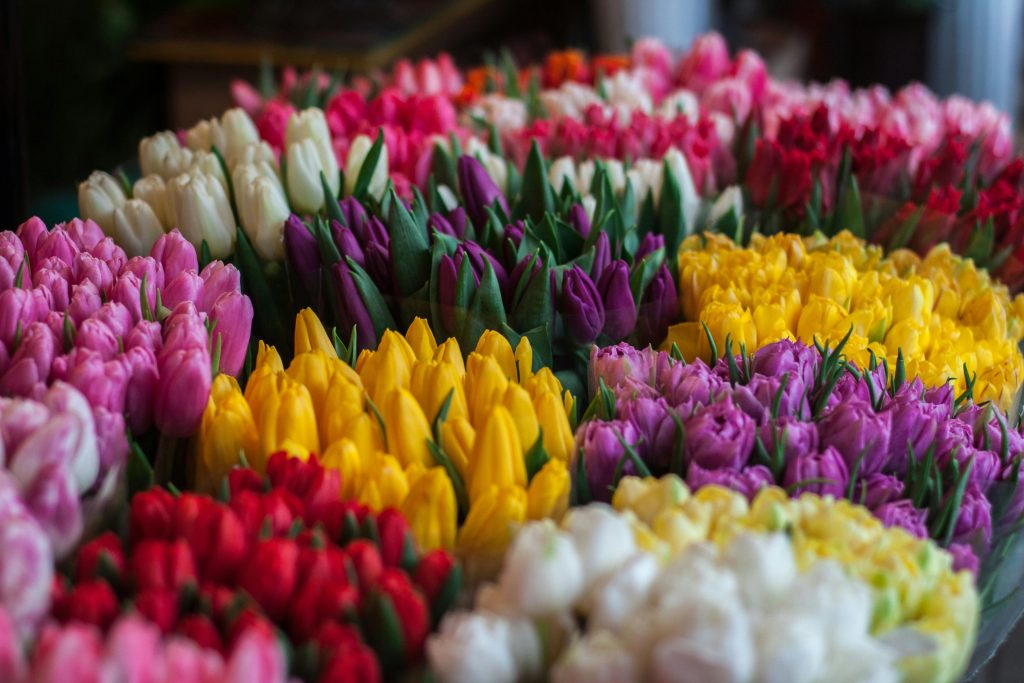 Close up of multi colored tulips