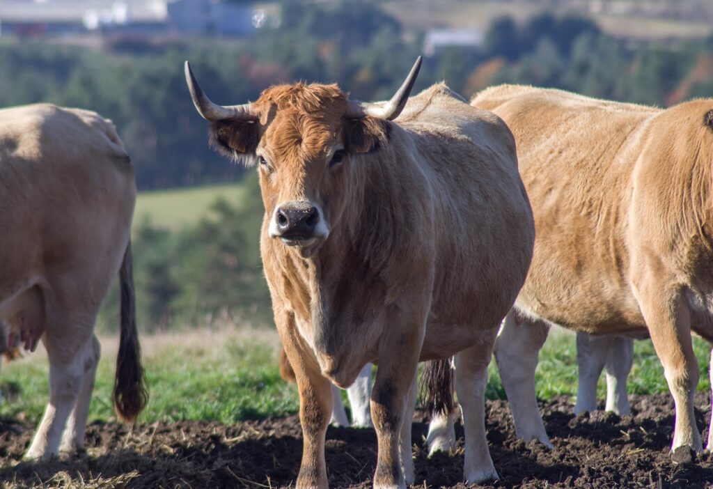 cows, cattles, livestock