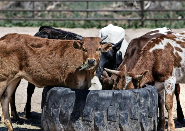 raising beef cattle for beginners