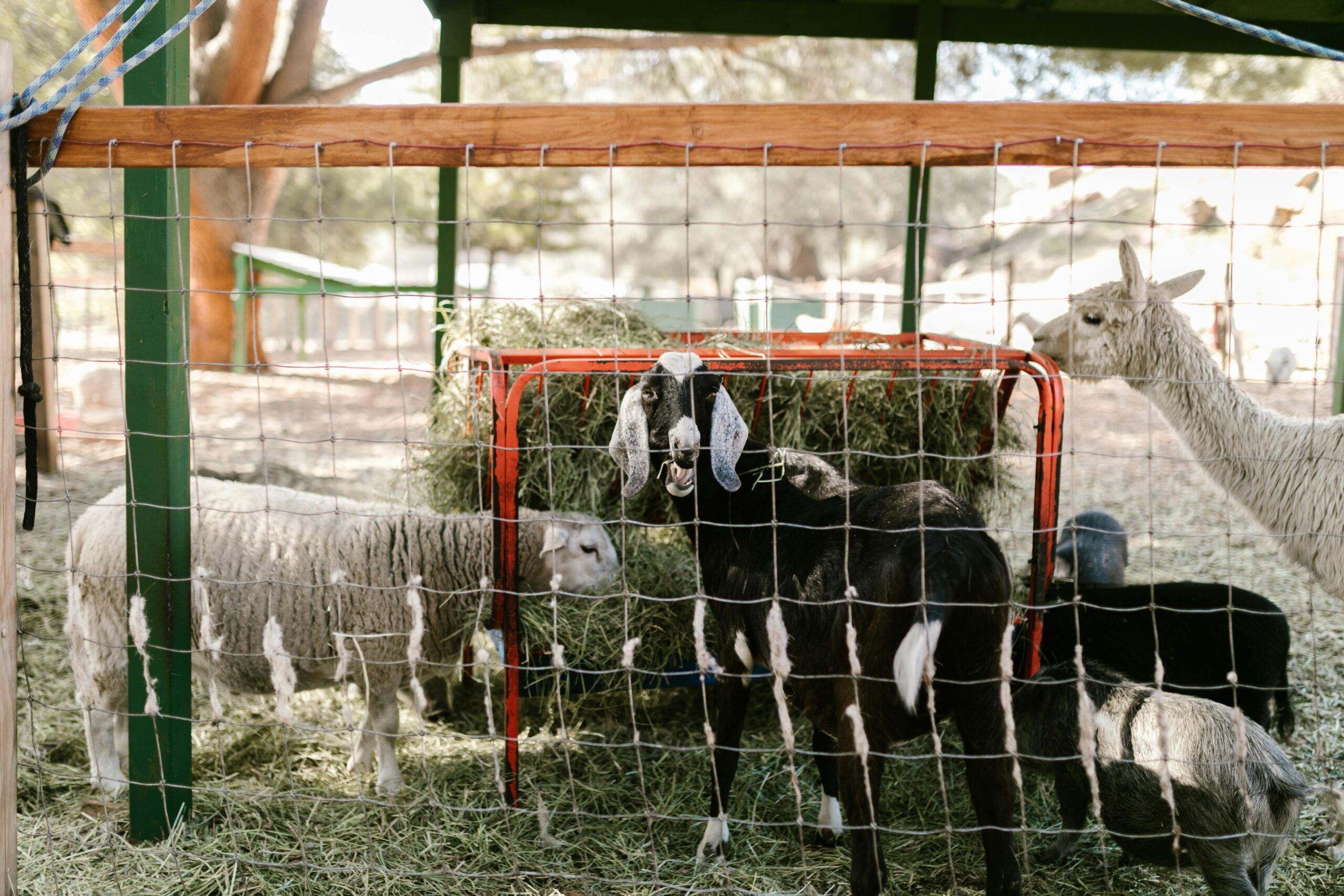 goat fencing options