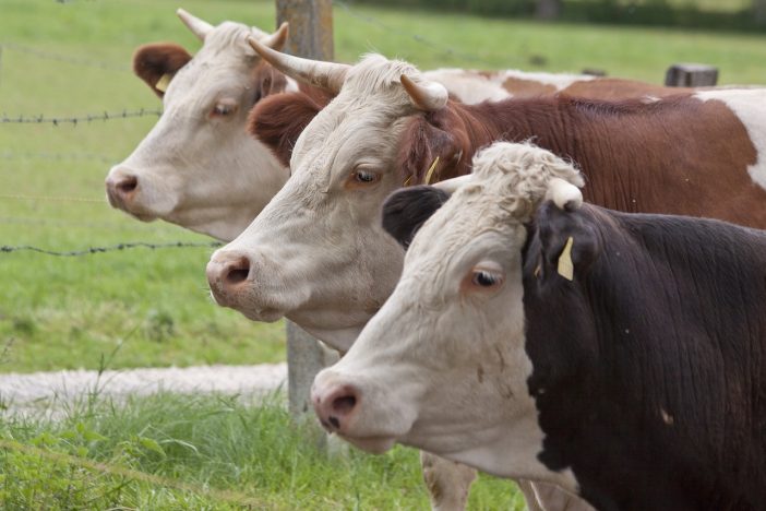 what are 3 different beef cattle production practices