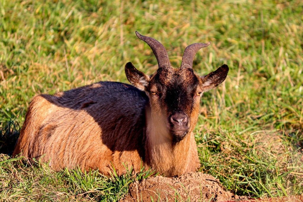 goat, domestic goat, goat head