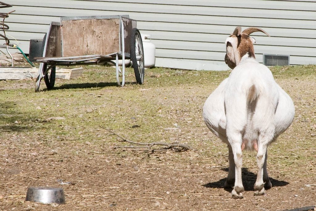 goat, pregnant, farm