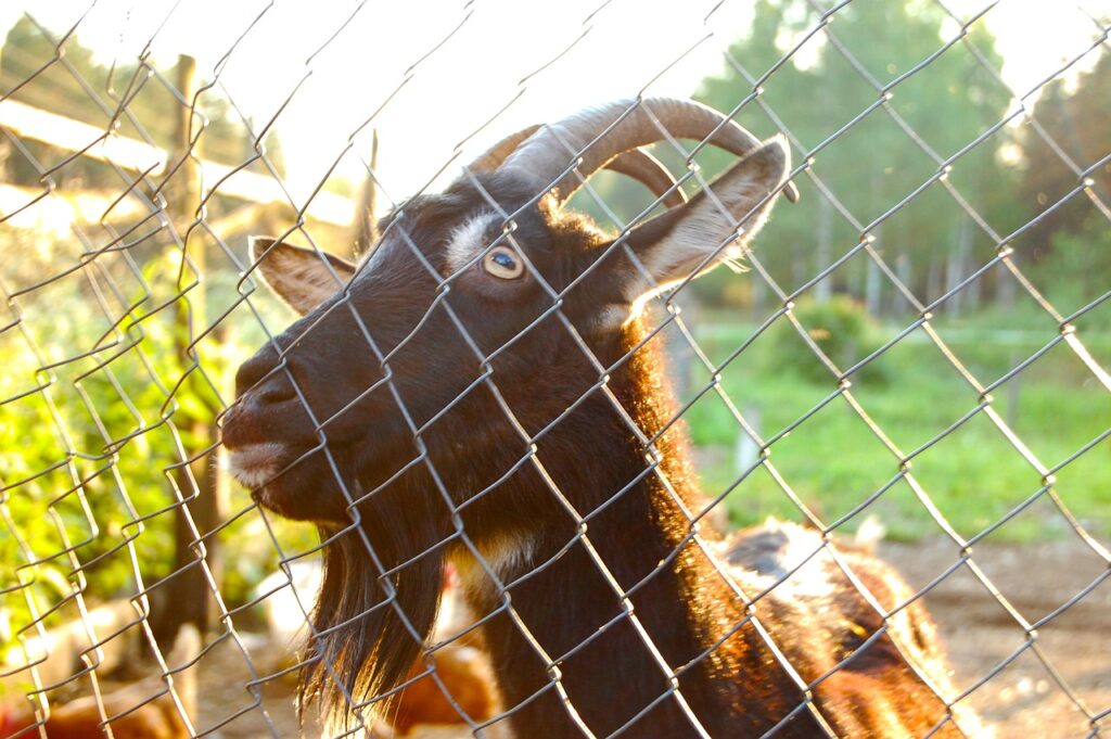 goat, the goat behind the fence, rye