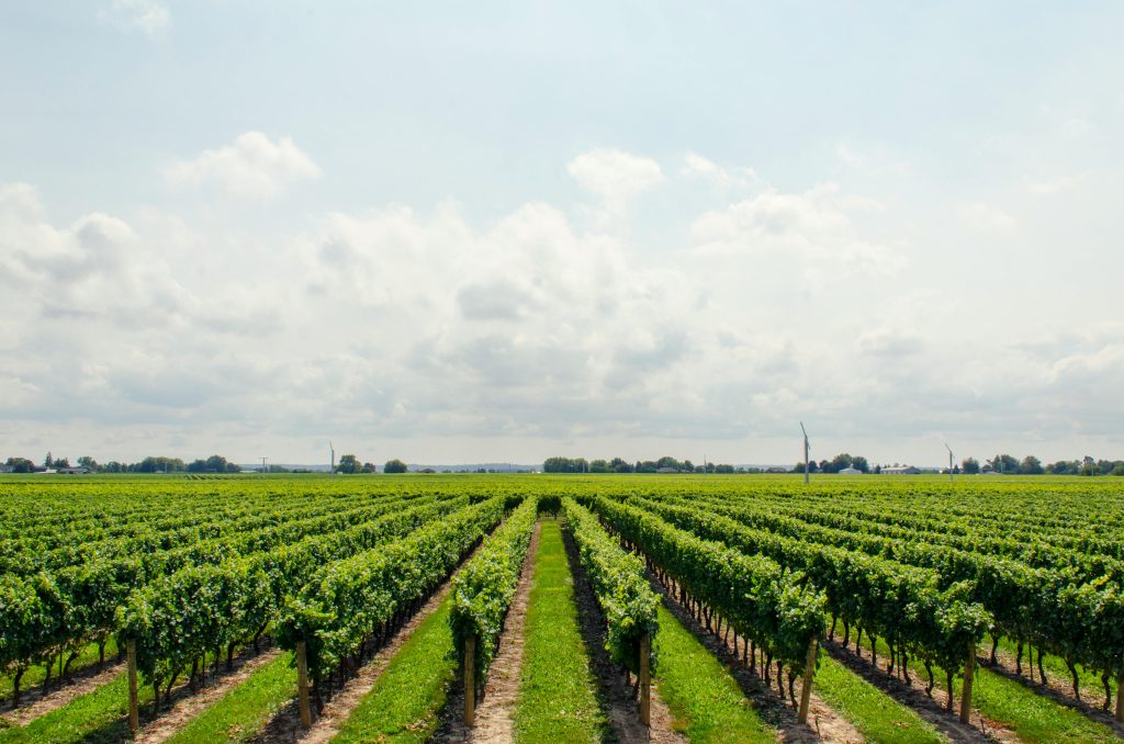 Green tree field