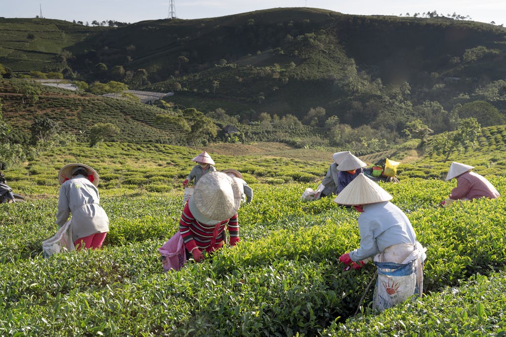 Group of farmers handpicking tea leaves on a lush green hillside under a sunny sky.