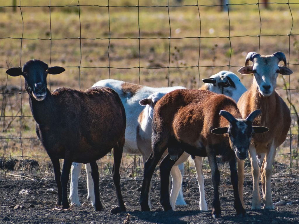 managing goat products for sale.