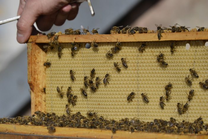 what is the easiest bee hive for beginners