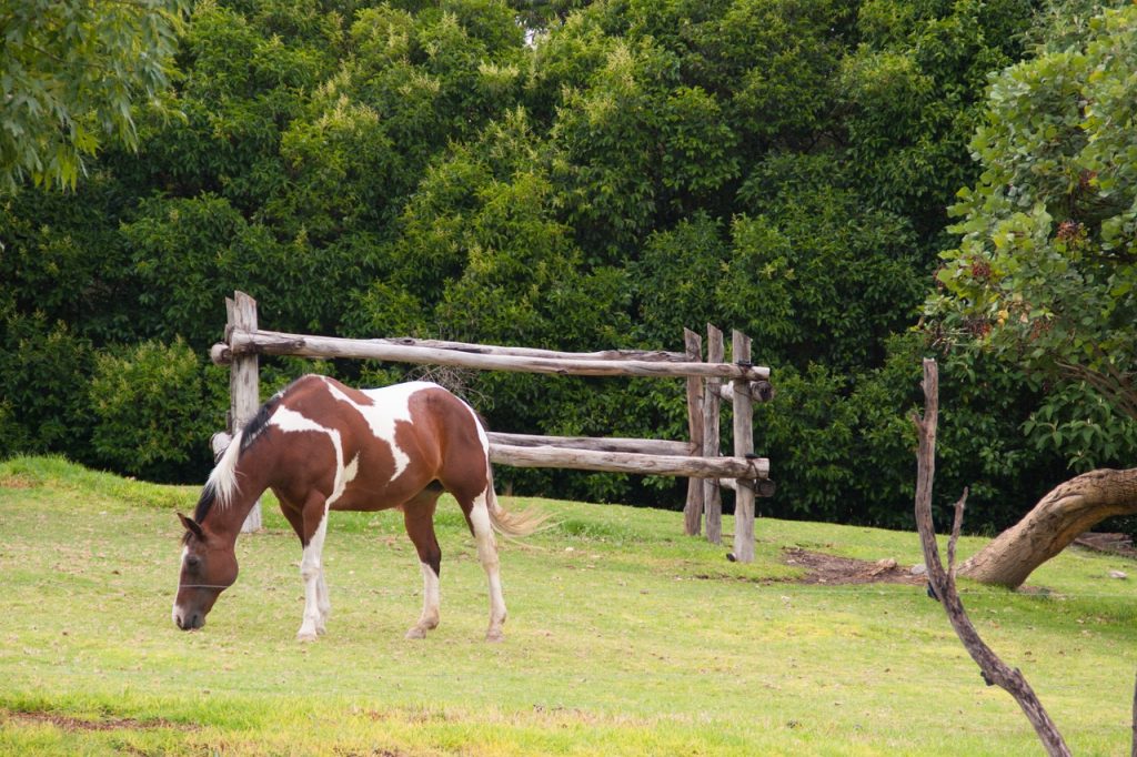 horse, animal, farm