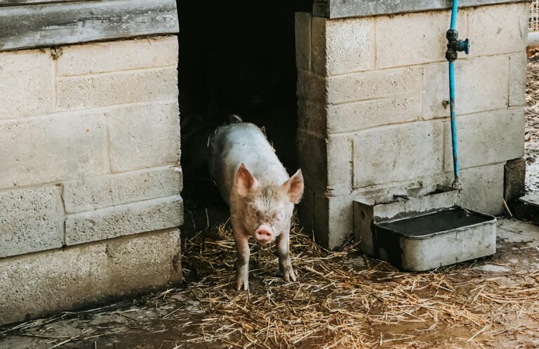 how to design a pig house