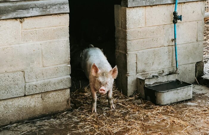 how to design a pig house