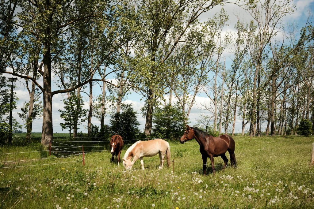 Idyllic rural farm with grazing horses and a serene countryside meadow. Grazing animals in a lush field, surrounded by trees.