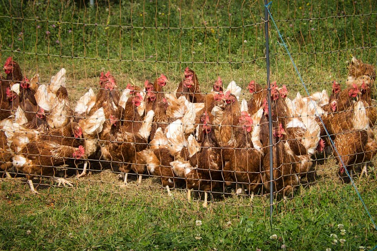 improving pastured poultry productivity