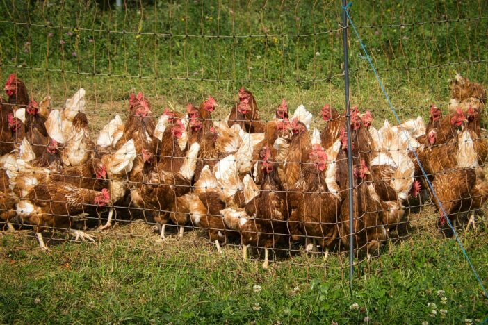 improving pastured poultry productivity