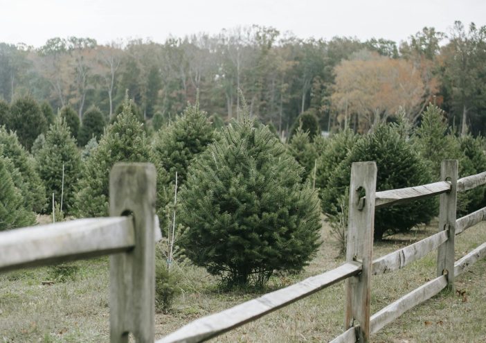 is a christmas tree farm profitable