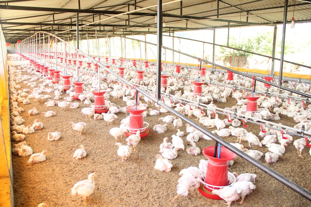 is owning a chicken farm profitable