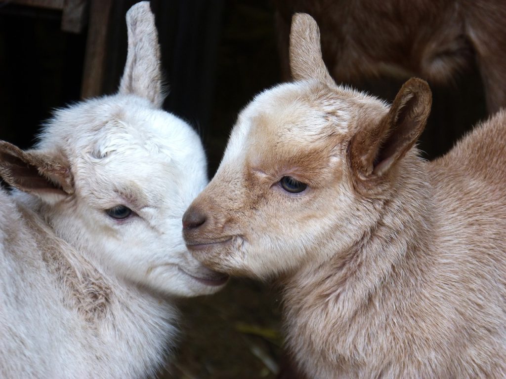 kids, breeding, goat