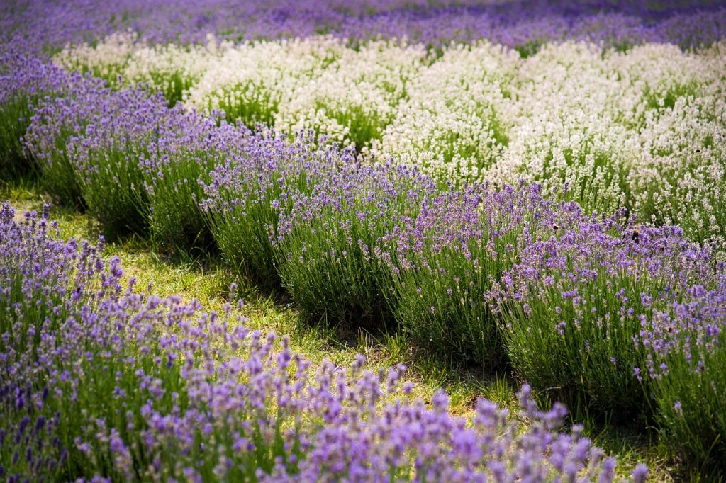 lavenders, farm, beautiful flowers