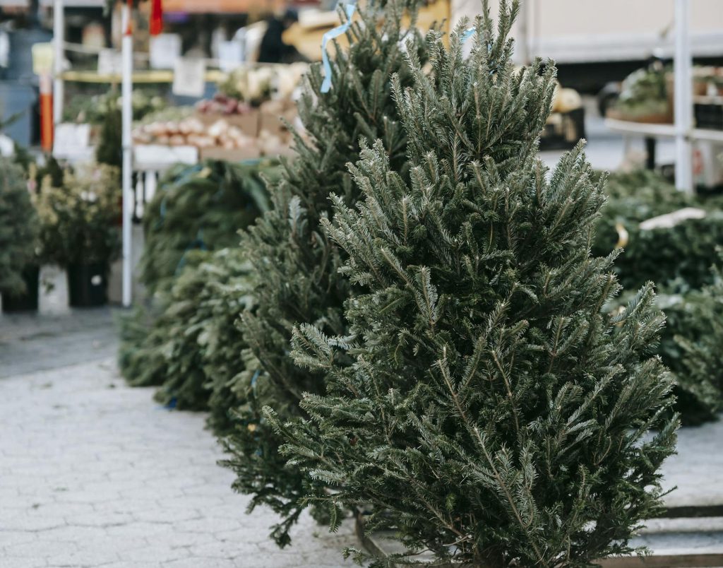 Lively outdoor market featuring fresh Christmas trees and festive decorations.