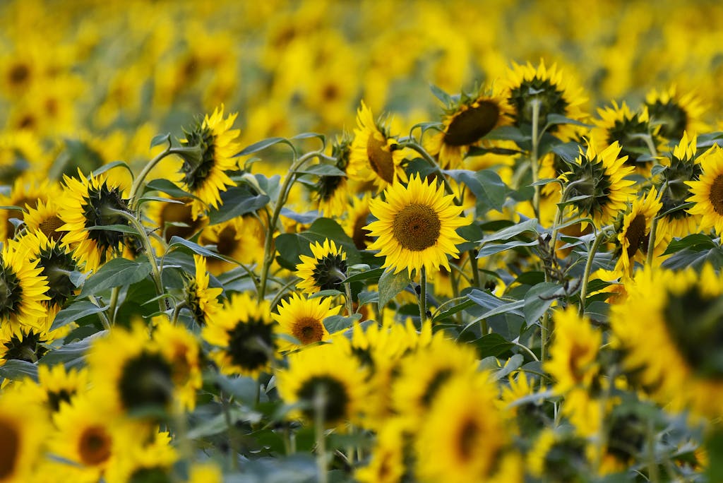 Lush Sunflower Field in Peak Bloom