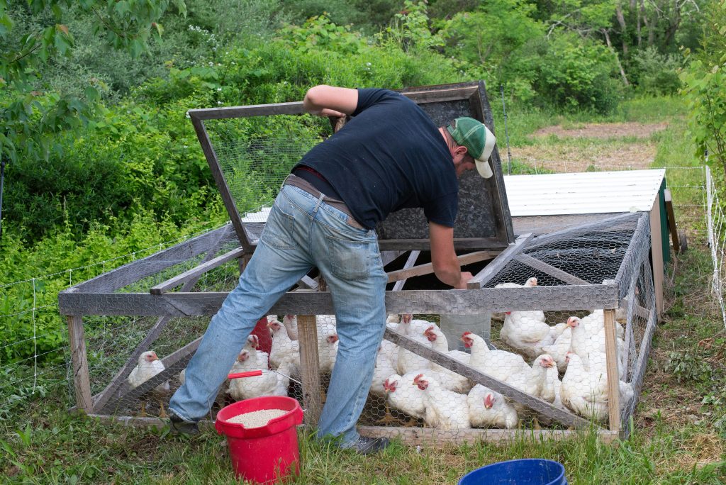 how big does a chicken tractor need to be