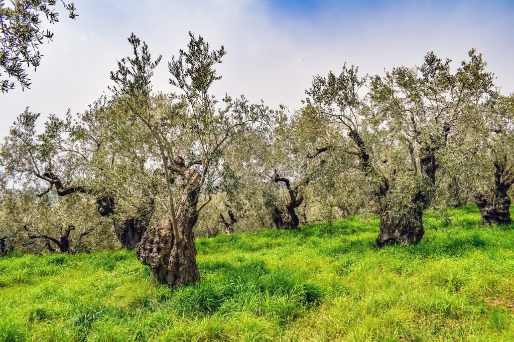 olive grove, olive tree, plantation