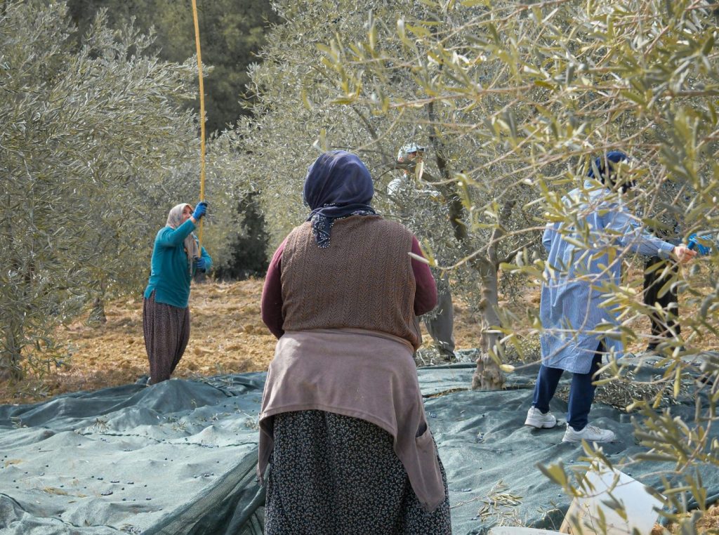 Olive harvesting in lush orchard