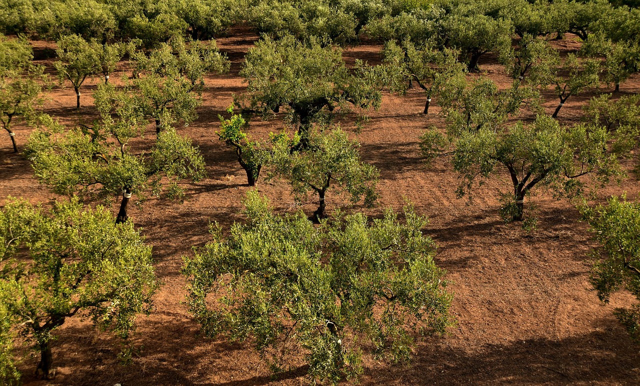 is olive farming difficult