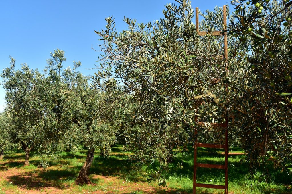 olive trees, olive field, olive harvest