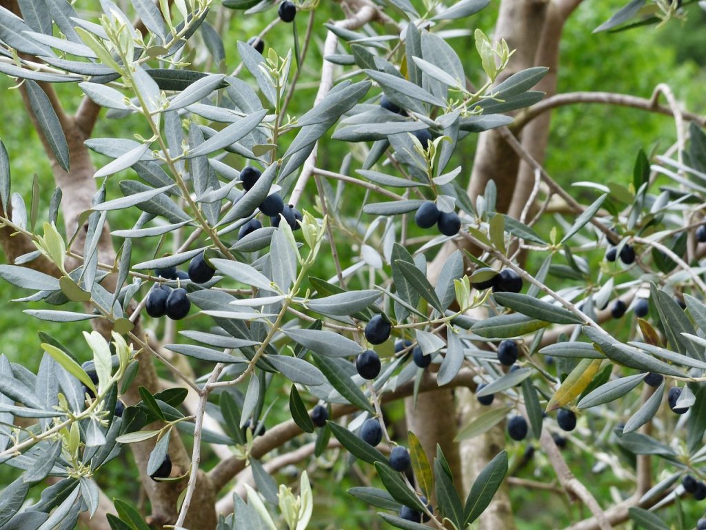 olives, olive branch, fruit