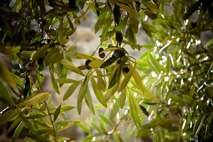 is olive farming labor intensive