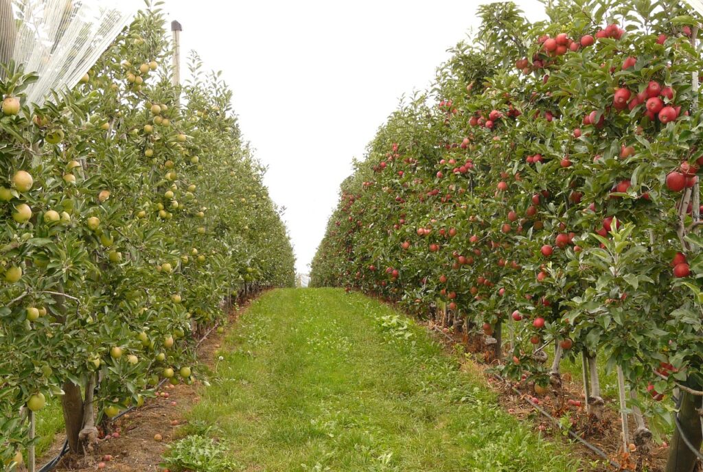 orchard, fruit, orchards