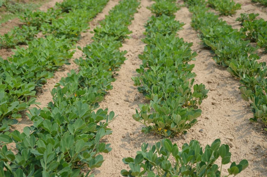 peanuts, crop, farm