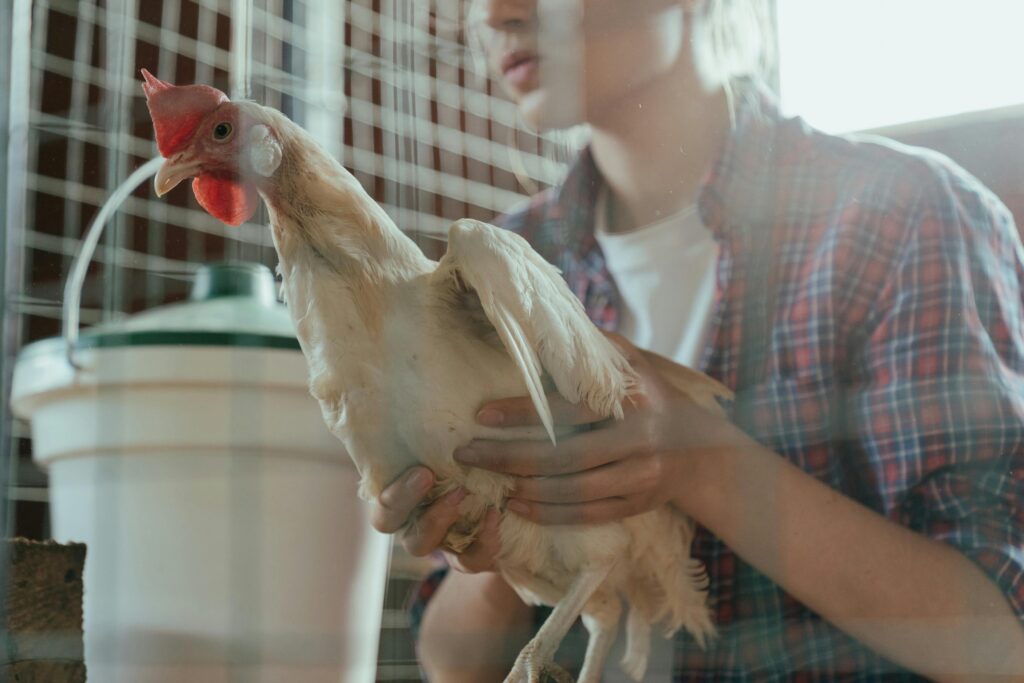 Person holding white and red chicken