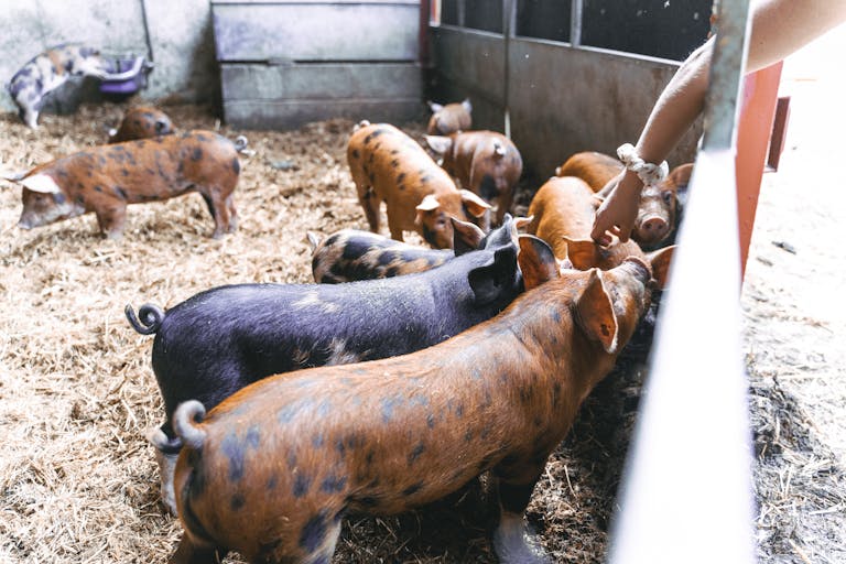 pig farming for beginners