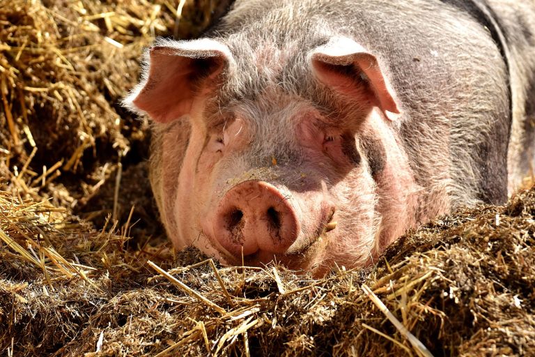 how do you manage and treat a sick pig