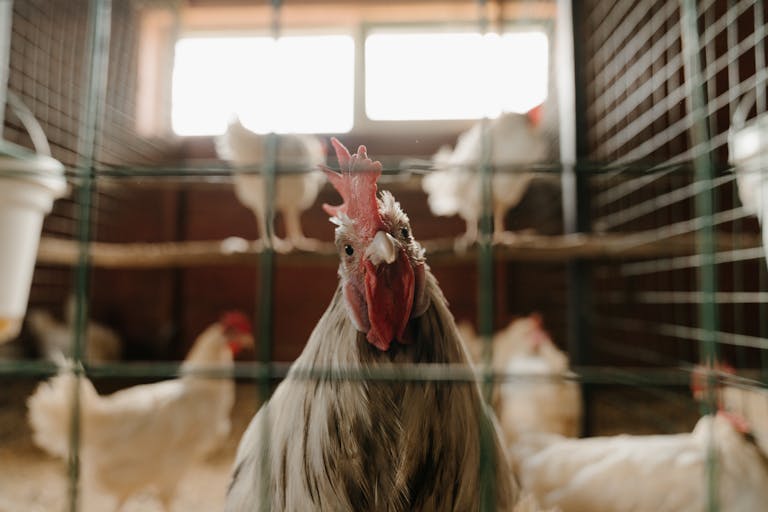 poultry farm profitability strategies