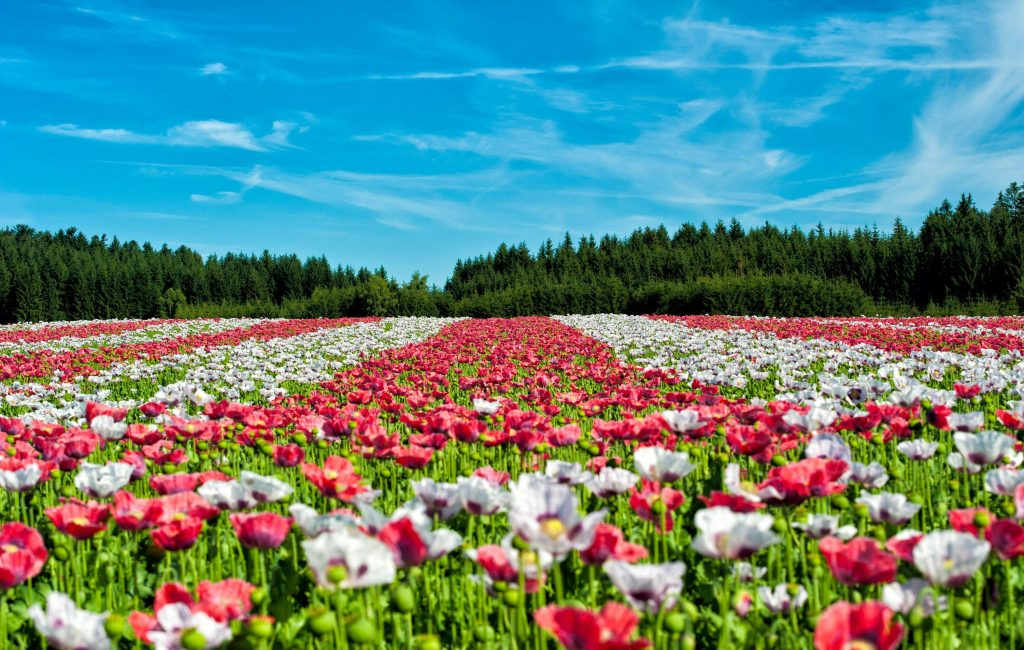 flower farming business management